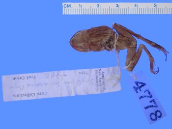 Media type: image; Herpetology A-4778